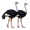 two ostriches5